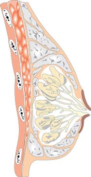 Moters krūties struktūra